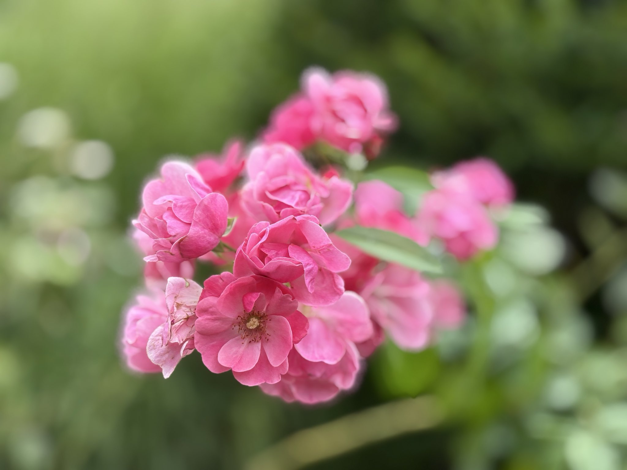 花花♡ページ　他の方購入不可 レターフラワー（FOR YOU / ジニアホワイト）F0号 – パコスフラワー