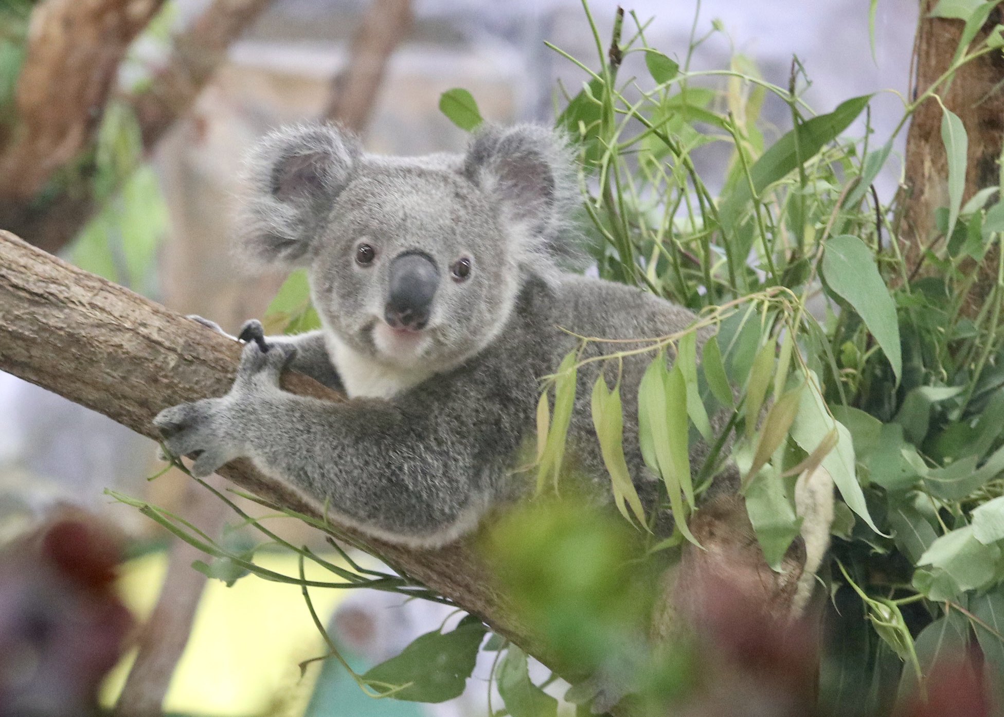 コアラ $_57.JPG?set_id=880000500F