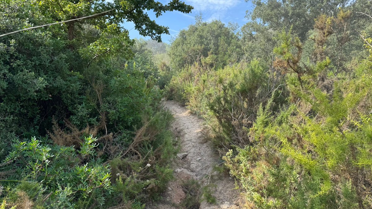 ADF Rossend Montané tweet media