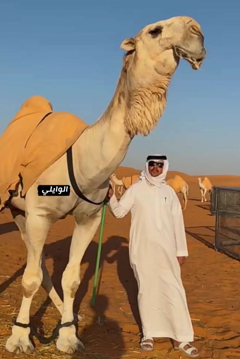 عند شيبان الجلاوي

ماشاء الله