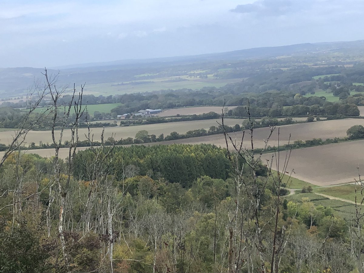 Ash skeletons dominate the South Downs 😔