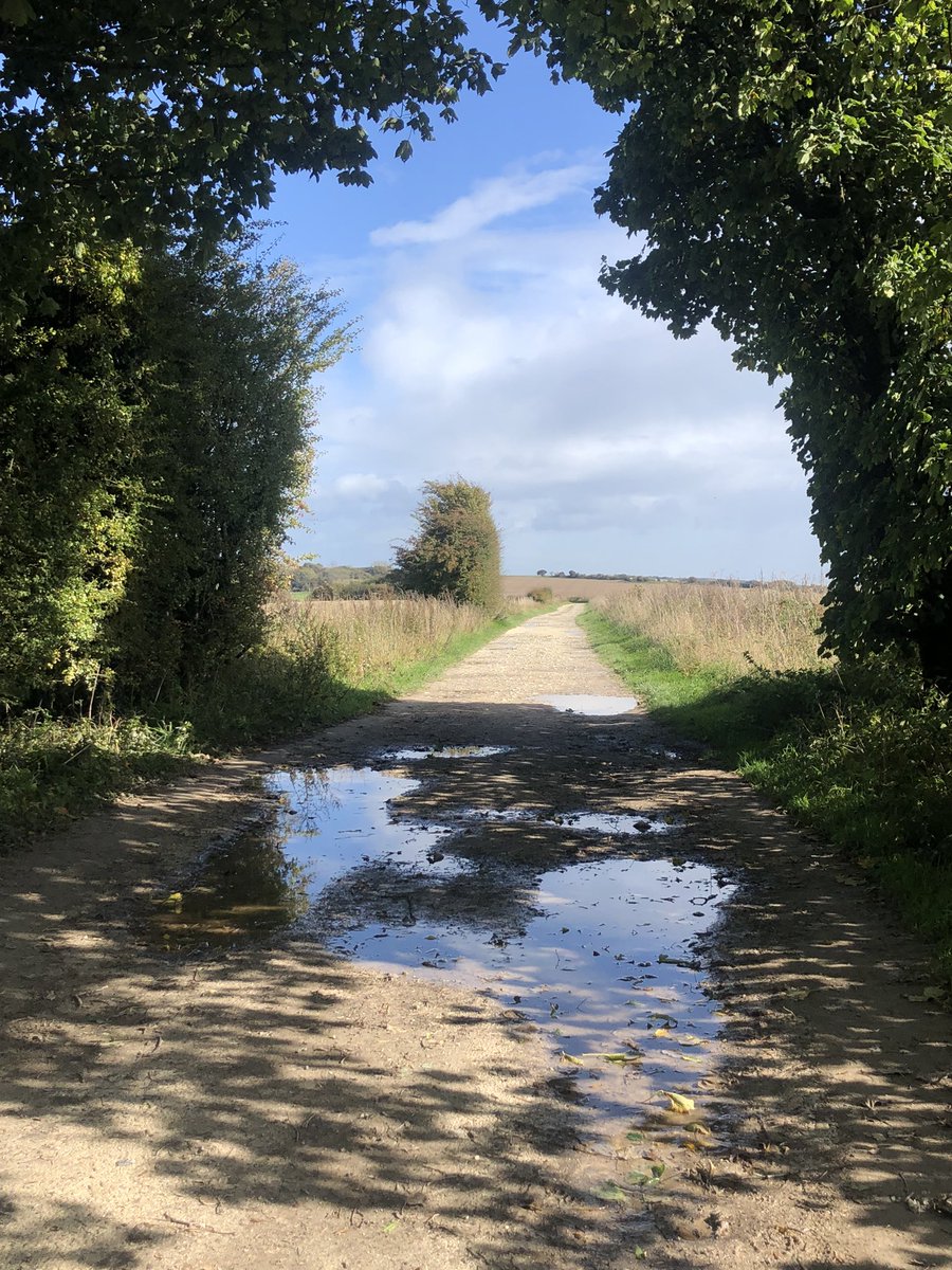 Lured hither and thither