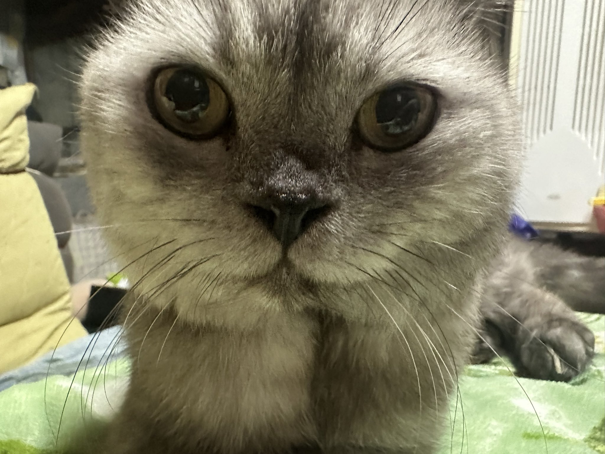 彩愛 (@ayame7609) / X