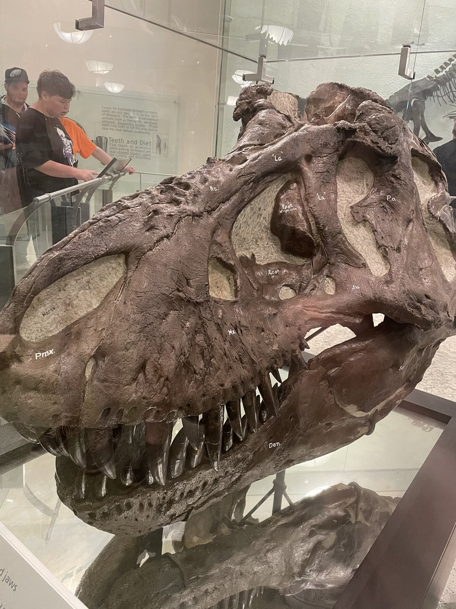 micropaleov's tweet image. AMNH、バーナムブラウンのティラノサウルスがさりげなすぎて、ほとんど見逃すところでした。
