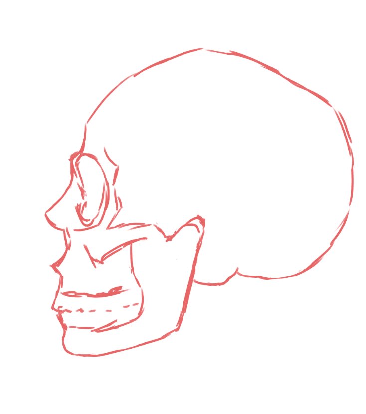 chopped skull studies