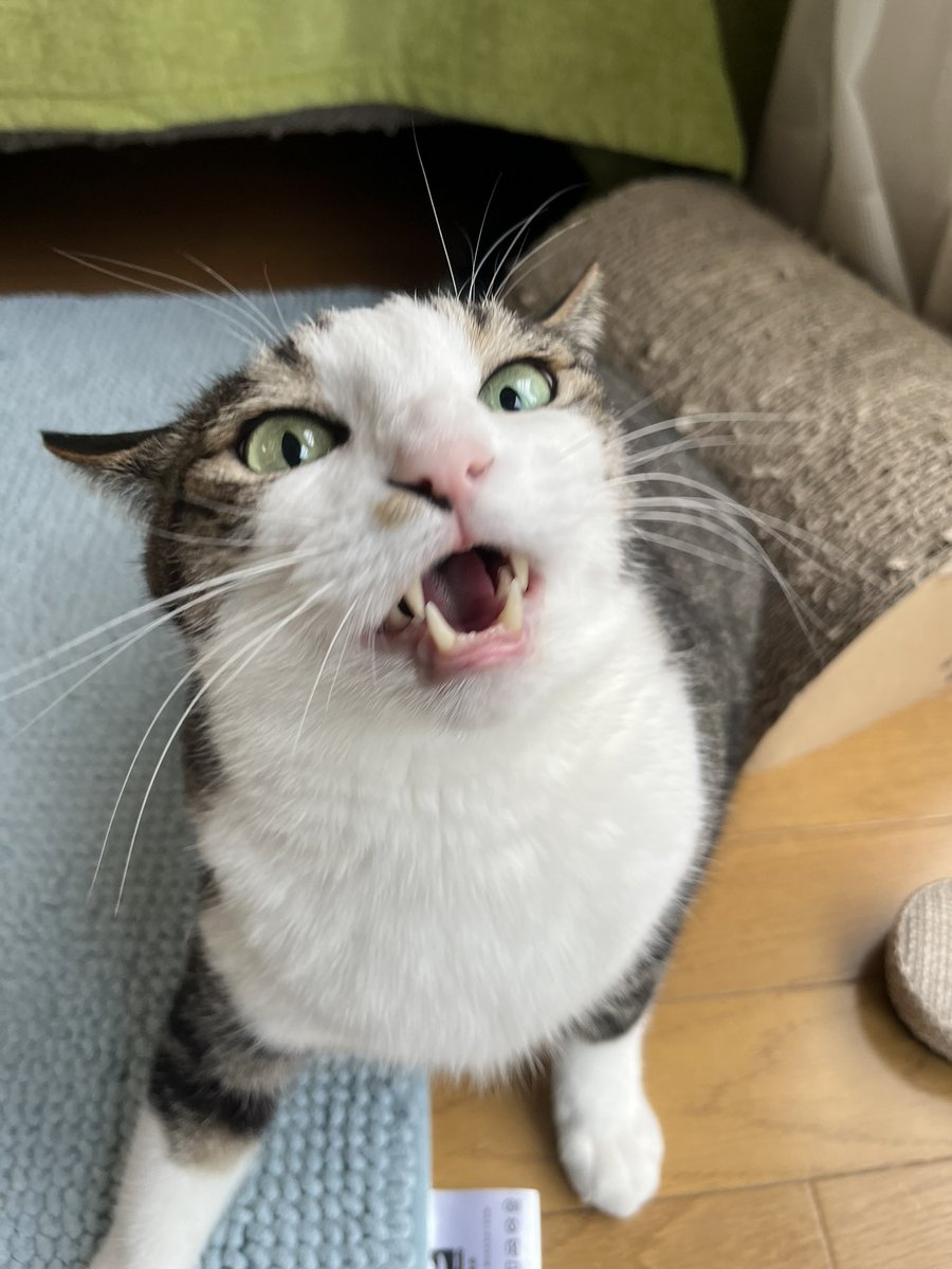 はいはい、朝ごはんにするよ🥞🥣🤣