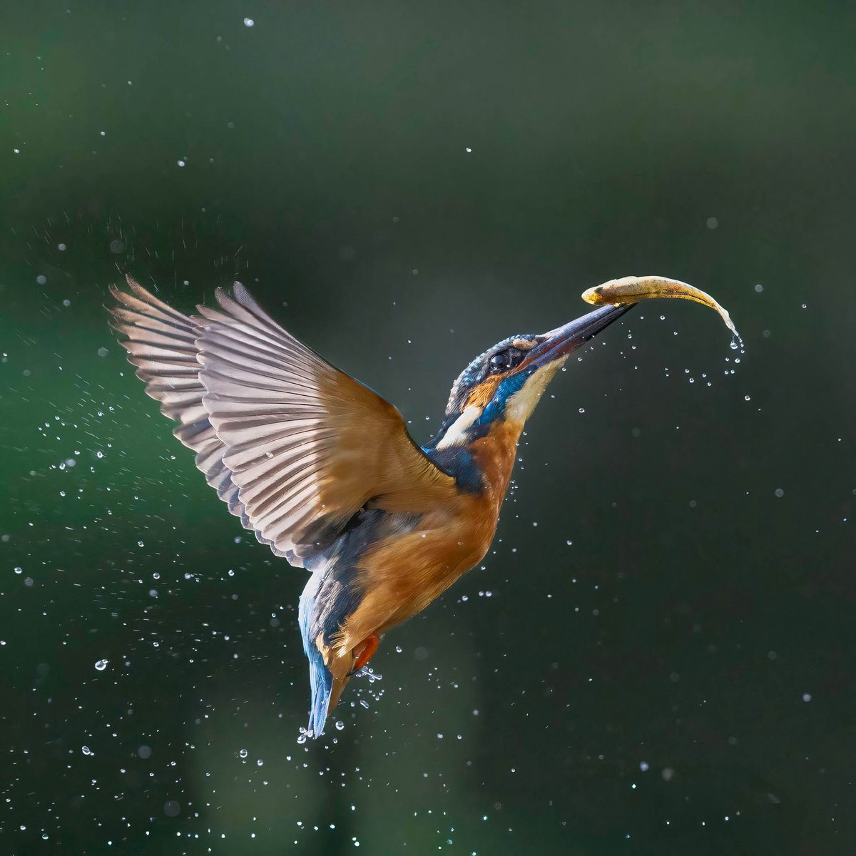 Kingfisher paid no mind to the storm this morning.