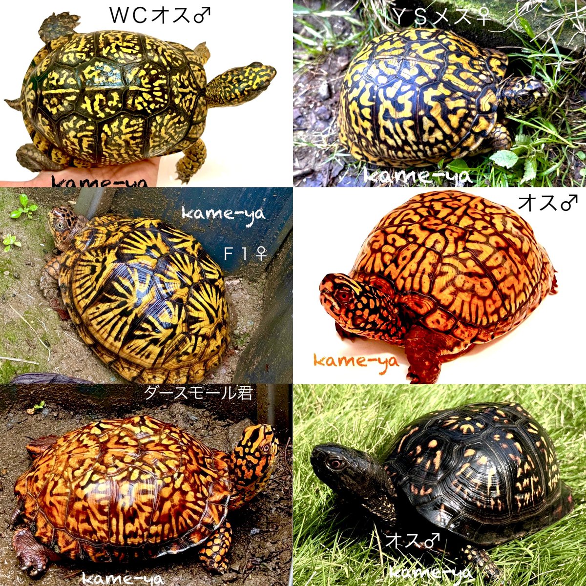 kame-yaナオ (@fenwick555) / X