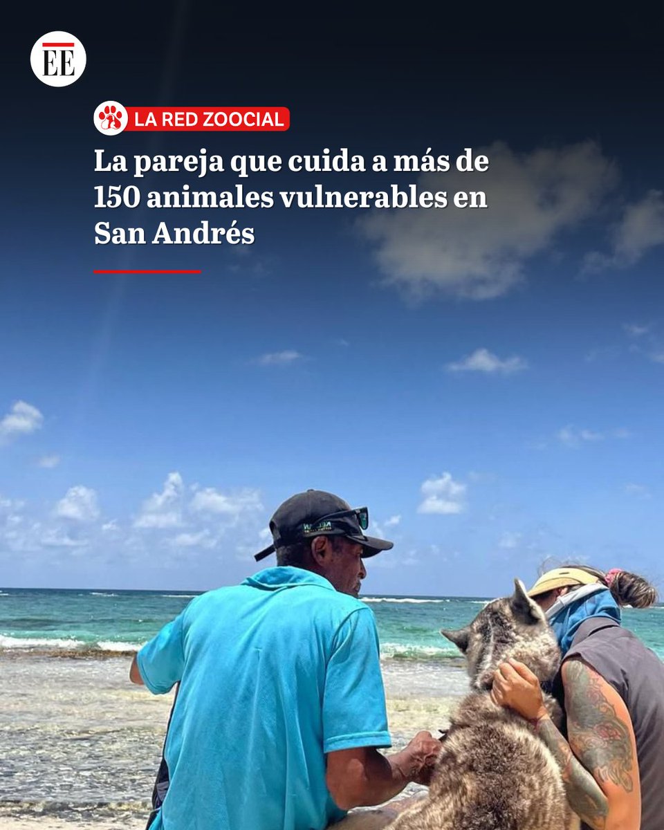 elespectador's tweet photo. En San Andrés también habitan historias de abandono animal, lucha y compasión. En esta isla, una pareja ha creado un refugio donde los animales olvidados encuentran cuidado, dignidad y una segunda oportunidad👉https://t.co/PDYzQgKlQ8 https://t.co/TeFDfEtKbG