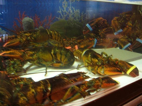 naeru's tweet photo. @Simonblox Hi Simon! It’s me, your fellow lobster! I’m trapped in this tank right now 😭 You can set me free by buying this gamepass! Don’t let me boil hereeee 🥺

https://t.co/OpGdVuk0Lq https://t.co/qyng5BtqEZ