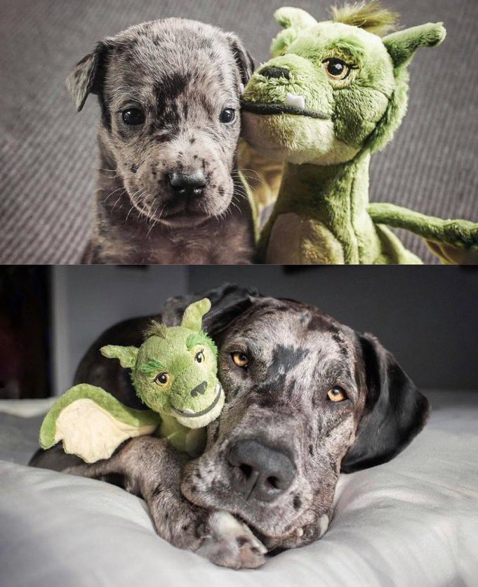 Pawes_and_pups's tweet image. 
