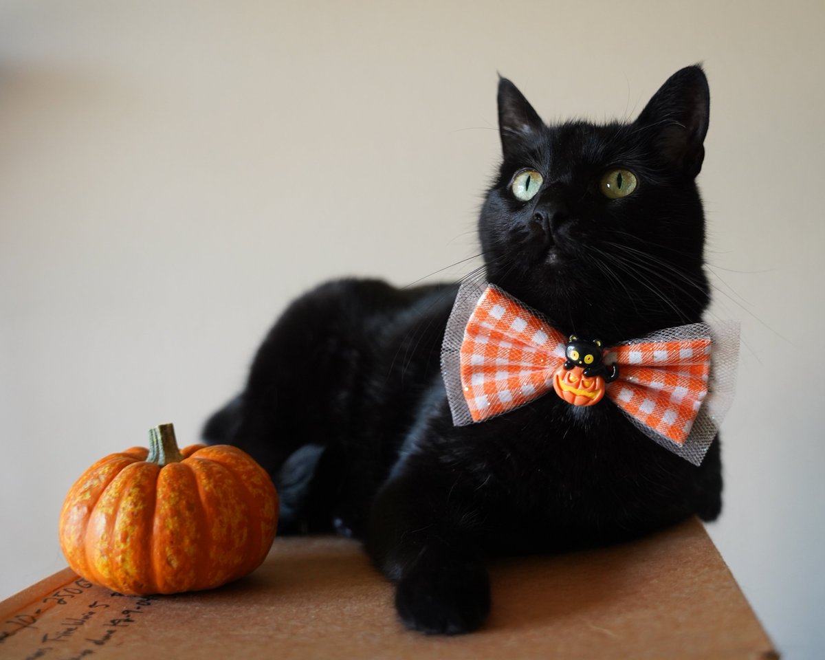 Daisy actually cooperated for a photoshoot!  Happy Caturday everywpawdy!  27 days till Halloween!
#Caturday #HalloweenCountdown #rescuecat #blackcat #HalloweenCat