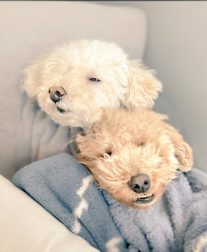 Koguma_Oha_Todo's tweet photo. 皆様おはようございます☀️　　

​ぬくぬくの極み！☁️
2人でくっついて寝てます🧸💤
​最高の睡眠コンビ😴✨

​#多頭飼いの幸せ #ふわふわもこもこ #犬のいる暮らし #cuddlebugs https://t.co/Vc5eBedhBU