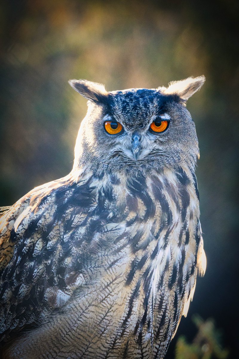 Instantik's tweet photo. Grand Duc

#hibou #grandduc #eagleowl https://t.co/Nv1cPT1ruV