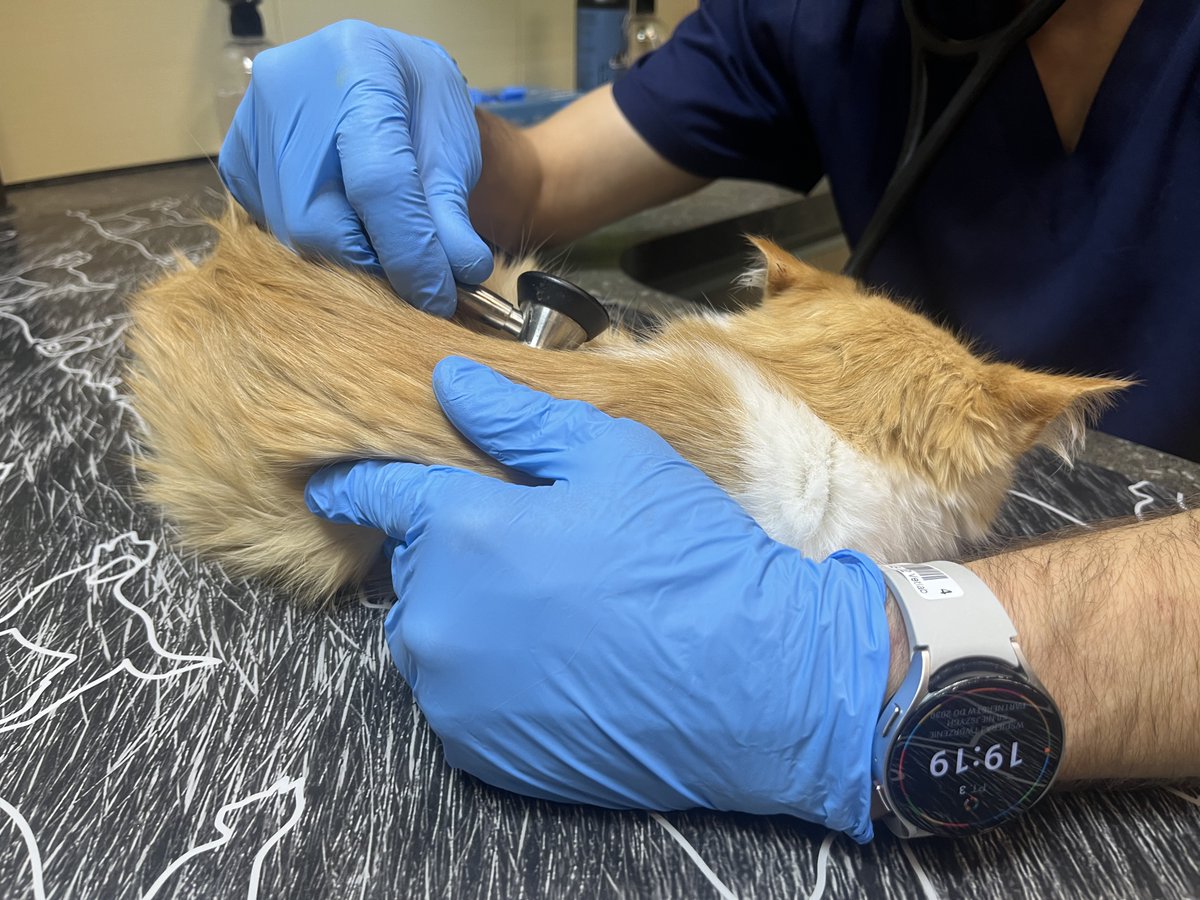 Kolejny dzień walki o zdrowie Arizony💪🐈❤️
Dama nie bardzo chce jeść💔
Dajemy leki i pchamy ten wózek zwany życiem....
Możesz nam pomóc np. zaglądając tu:
facebook.com/groups/5868091…
lub tu:
ratujemyzwierzaki.pl/panleukopenia-…
Albo po prostu daj  RT❤️
Za każdą pomoc DZIĘKUJEMY 😻