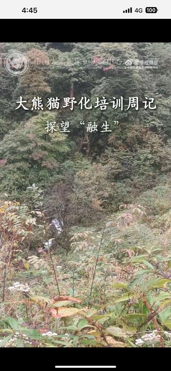 mickeyminnie611's tweet image. #大熊猫野化培训周记
#融生
#RongSheng
随着信号的指引，
镜头寻找到了躲藏在树间的“融生”🐼
它隐身其间，
化身为一抹独特的秋色🍁
cr. 中国大熊猫保护研究中心weibo Oct.4