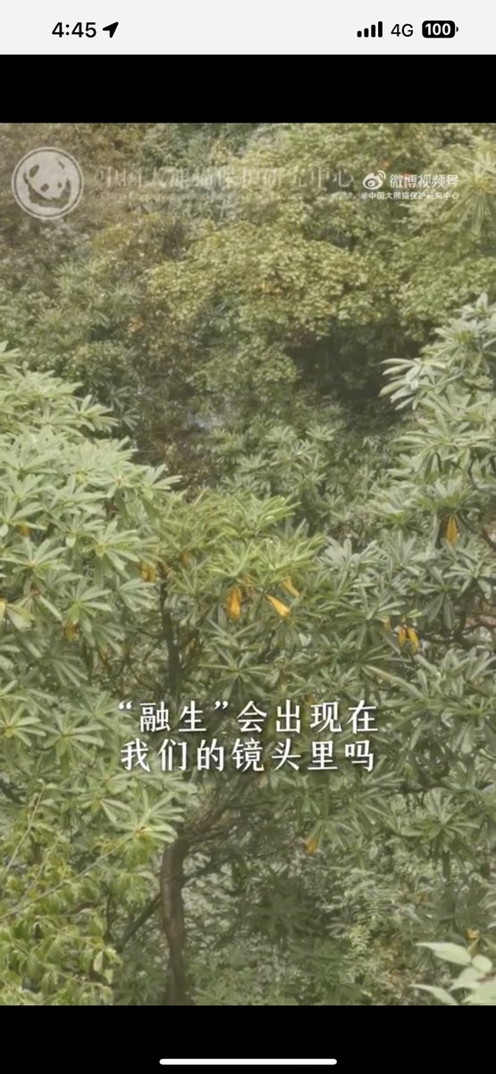 mickeyminnie611's tweet image. #大熊猫野化培训周记
#融生
#RongSheng
随着信号的指引，
镜头寻找到了躲藏在树间的“融生”🐼
它隐身其间，
化身为一抹独特的秋色🍁
cr. 中国大熊猫保护研究中心weibo Oct.4