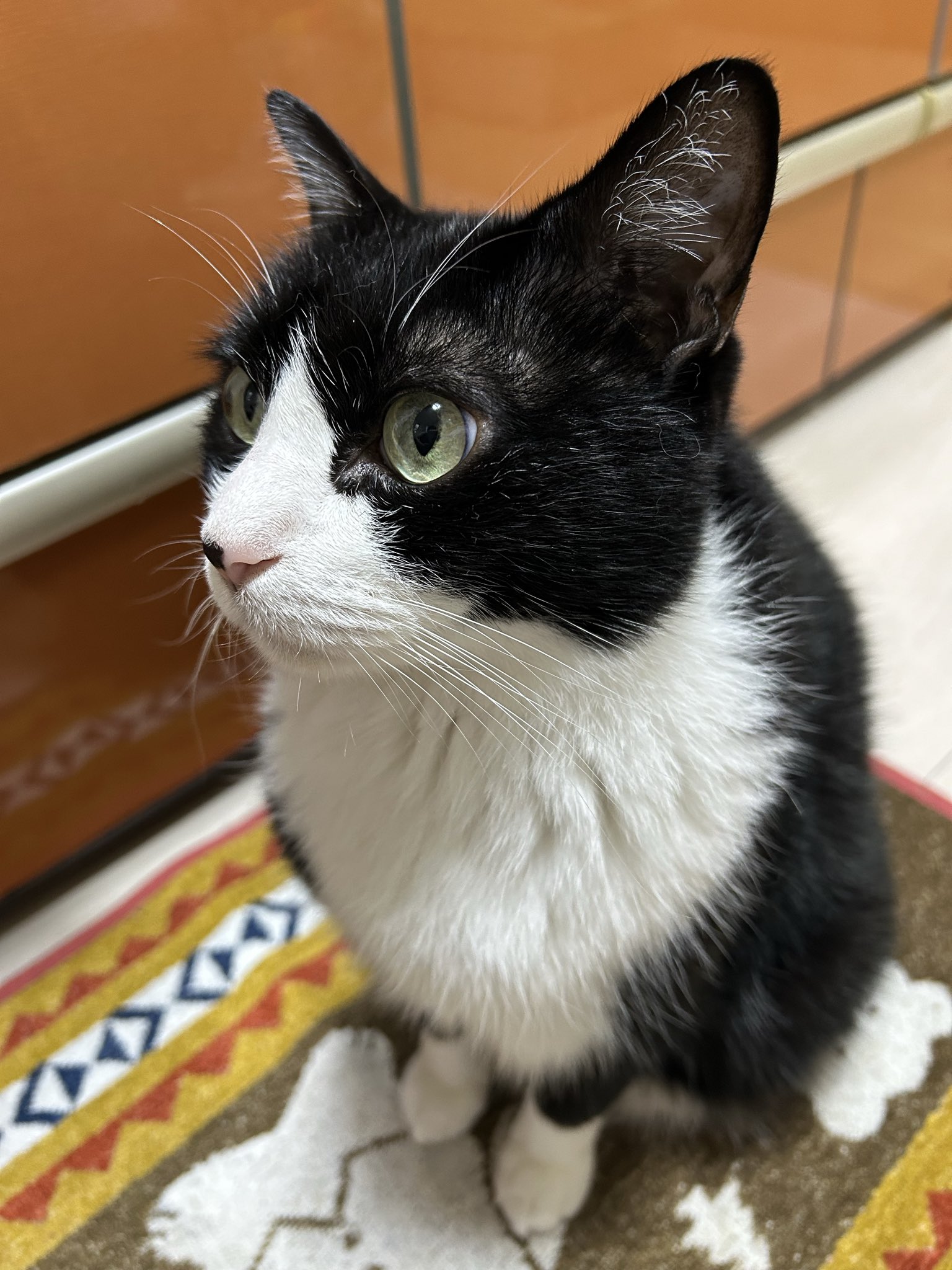 ねこ好き 猫のさだはる on X: 