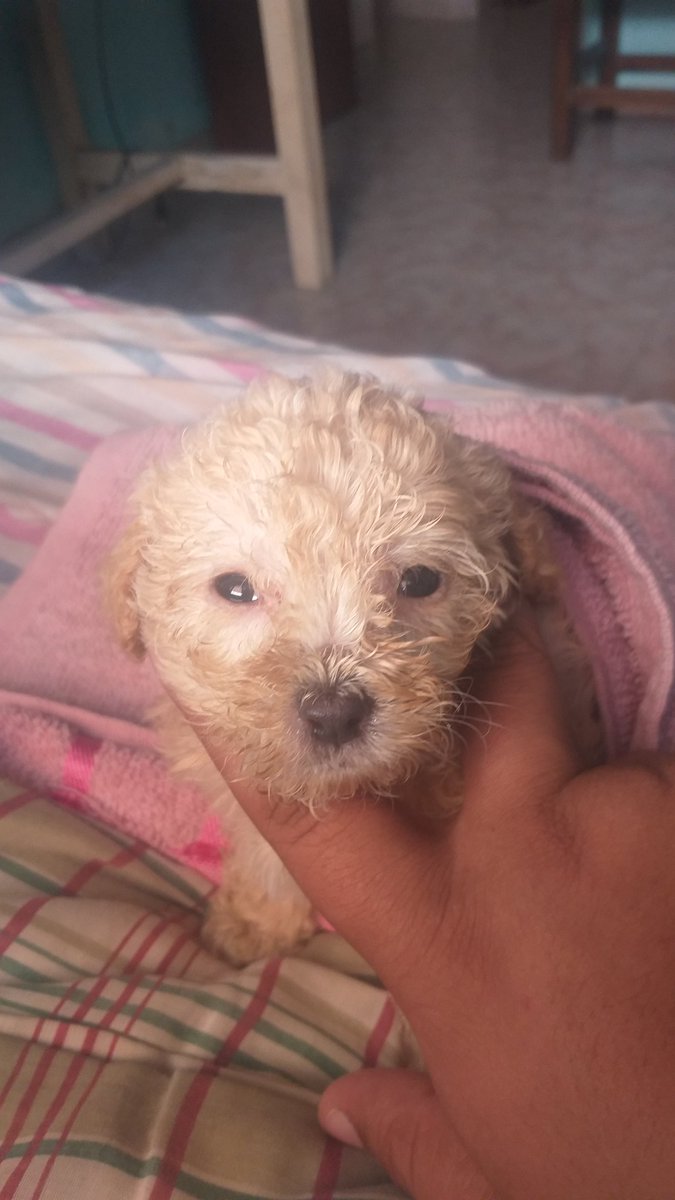 ZorianR1's tweet photo. Hola escribo esto para pedir ayuda. Tengo a mi cuidado una camada de perritos que fueron diagnosticados con moquillo y necesito ayuda económica para poder salvarlos. Son parte de mi familia y haré todo lo posible por ellos.
Pero ahora esta es mi unica opcion, desde ya gracias https://t.co/Kc6Qov7ucw
