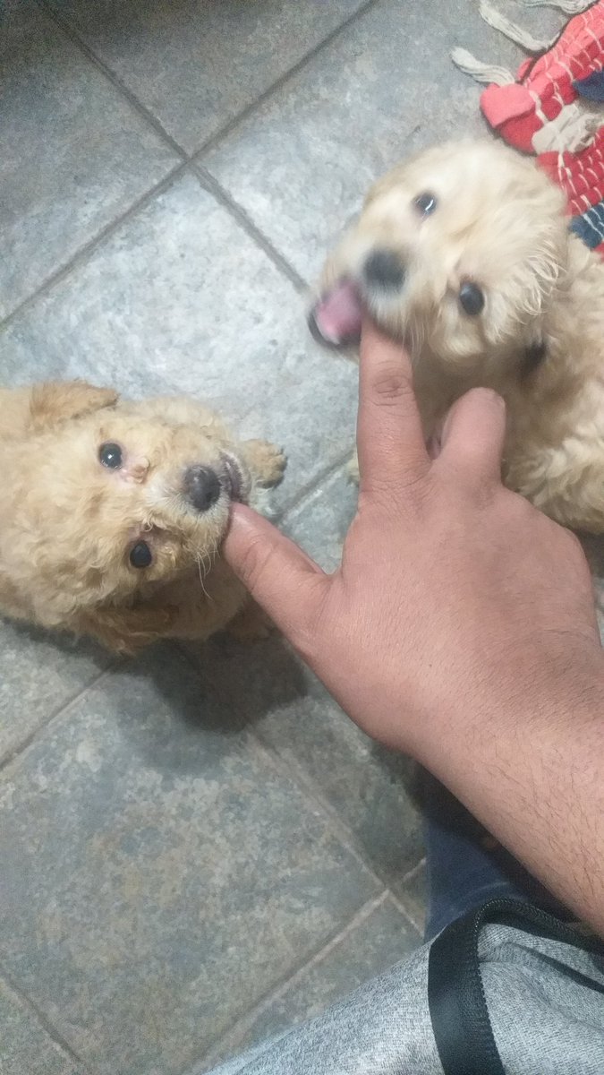 ZorianR1's tweet photo. Hola escribo esto para pedir ayuda. Tengo a mi cuidado una camada de perritos que fueron diagnosticados con moquillo y necesito ayuda económica para poder salvarlos. Son parte de mi familia y haré todo lo posible por ellos.
Pero ahora esta es mi unica opcion, desde ya gracias https://t.co/Kc6Qov7ucw