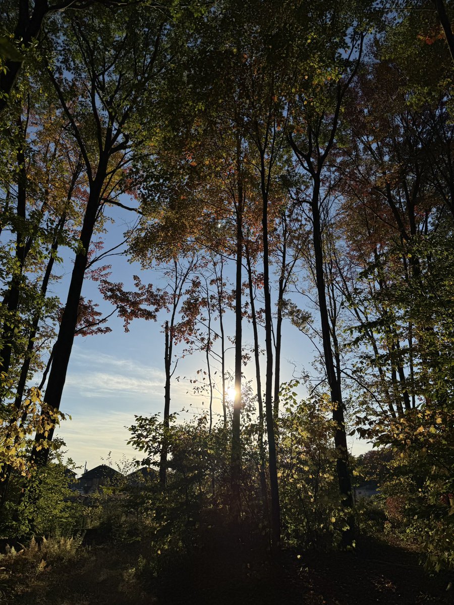 aly✨is missing Shawn tweet media