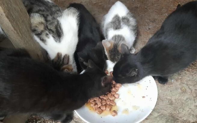 Bezdomne koty💔
Wstępna diagnoza:  
głód, strach, brak schronienia i  ciepła, choroby i cierpienie😭
Rozwiązanie to DZIAŁANIE‼️💪🆘
Każda złotówka, każde udostępnienie, każdy komentarz – to realna szansa na uratowanie wielu kocich istnień🙏🆘‼️🙏
ratujemyzwierzaki.pl/otul-bezdomne-…