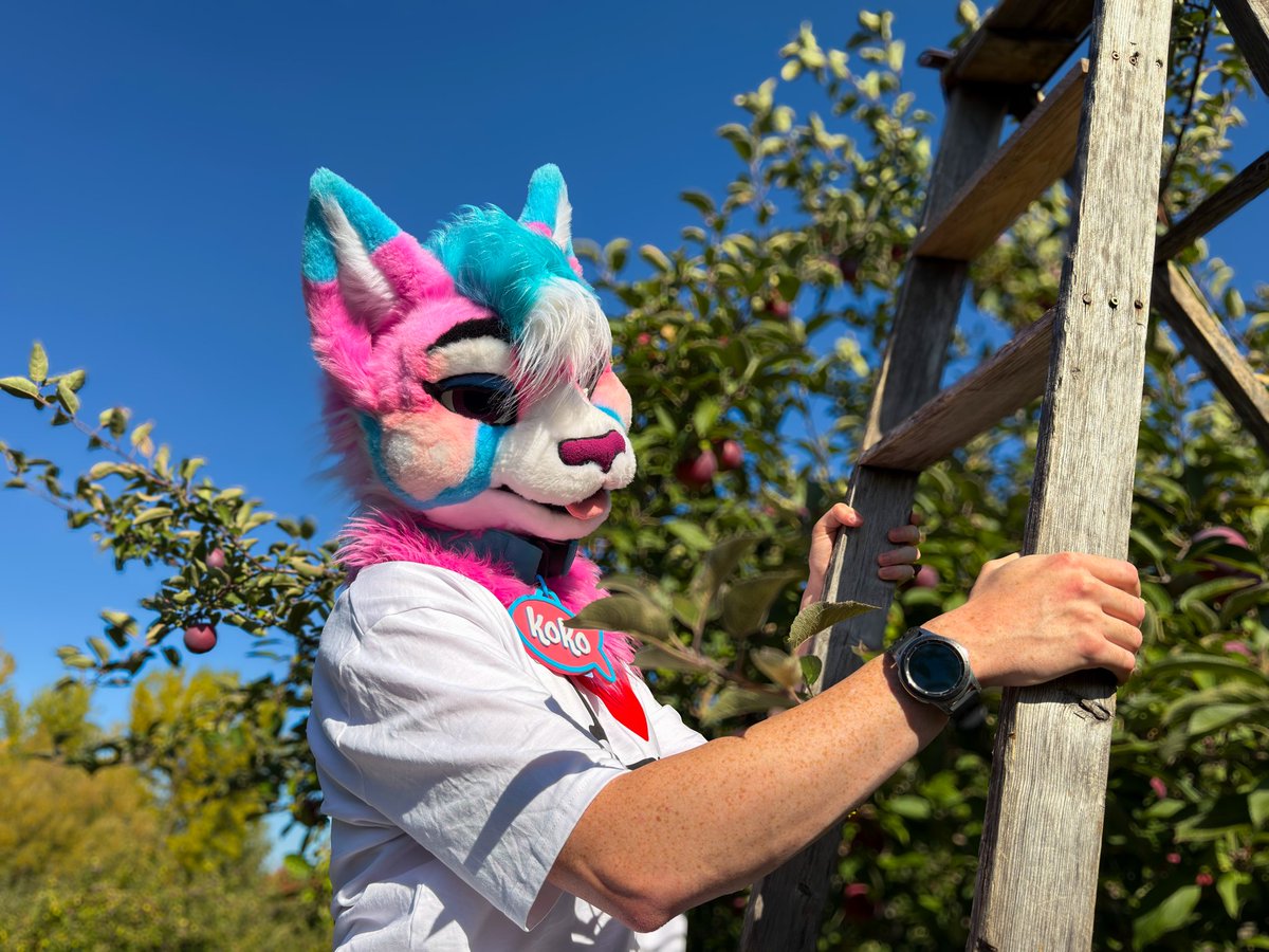 KoKoCat15's tweet image. How about you apple pick me 😏
📷 @campfred007