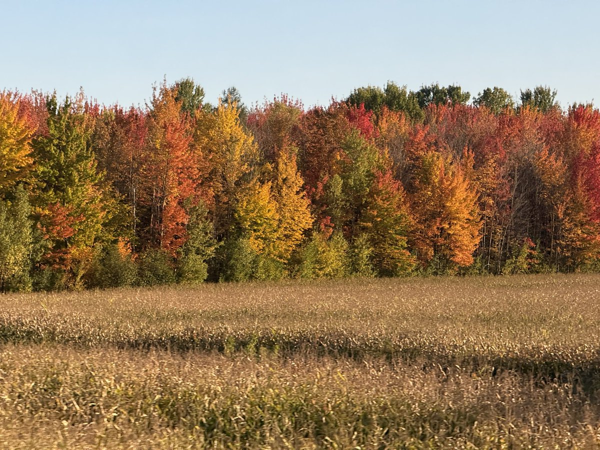 Love travelling on the train during the fall season 🫠 The colours are magnificent 🍂🍁