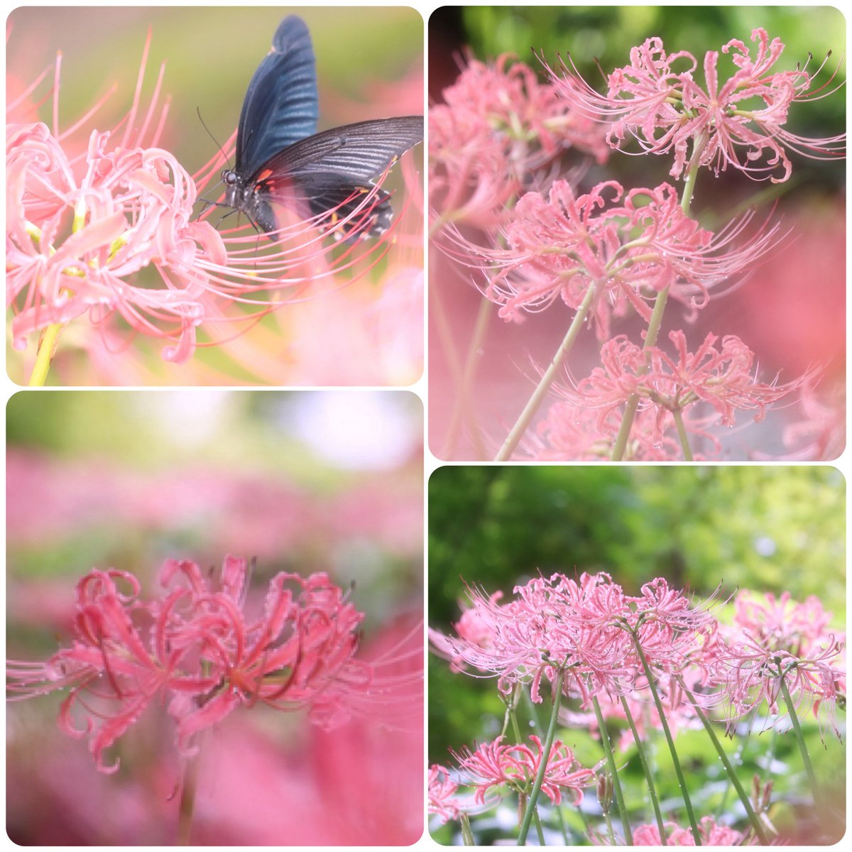 ͛.*🍃🥀𓂃𓈒𓏸︎︎︎︎⁡ ͛.*🍃🦋𓂃𓈒𓏸︎︎︎︎⁡ ͛.*

          この季節の
　　　       美しい瞬間
        
                                 𓂃𓈒𓏸︎︎︎︎⁡ ͛.🥀

      #彼岸花   #黑揚羽    #西方寺