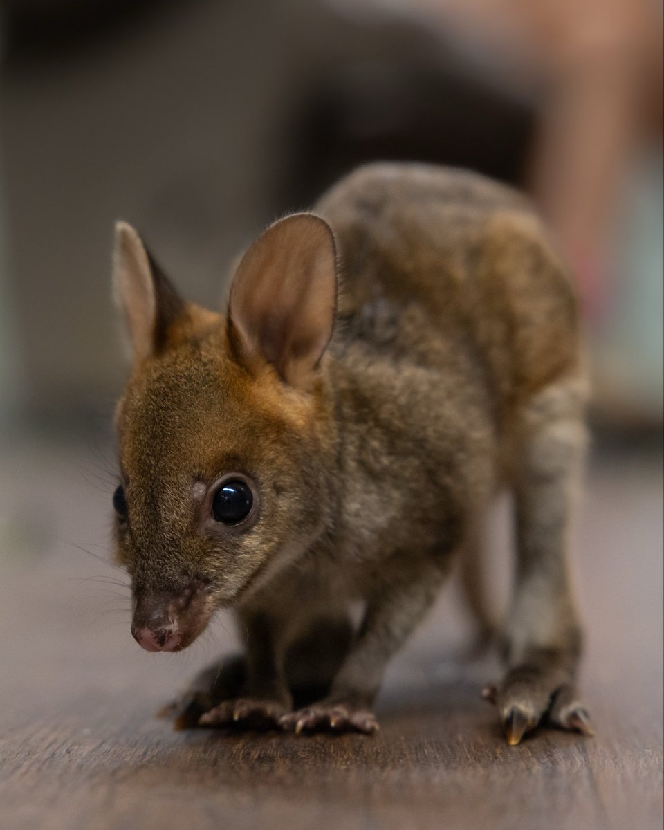 Some extra cuteness from the Australia Zoo Wildlife Hospital Nursery! 😍

Have you heard of pademelons before? 🦘
