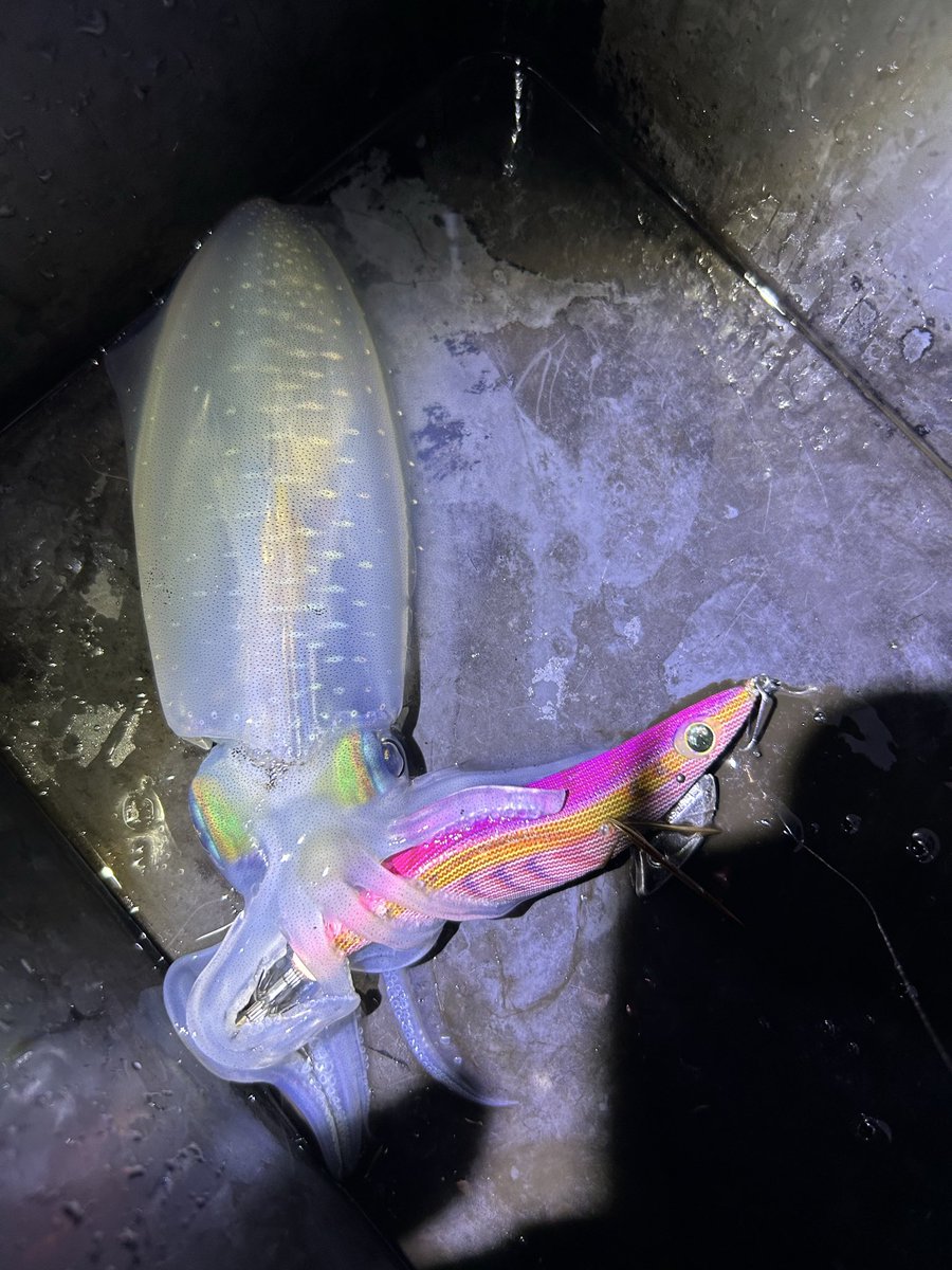 雨の中小さいの1杯😆
そして、人もイカも居なくなった🤣
またリベンジしよっと😙