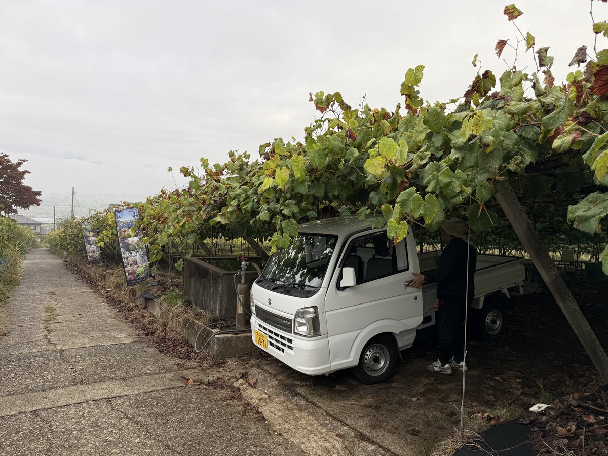 kusashio's tweet image. 10月6日（日）おはようございます。本日のシャインマスカット狩り会場の準備が終わりました(^^;;今日の勝沼は涼しいです。服装は、長袖、長ズボンがオススメです。現在、収穫祭を開催しています。秋のシャインマスカット狩りや食べ放題を思いっきり楽しんで下さい＼(^^)／本日の営業時間は9:00〜15:00…