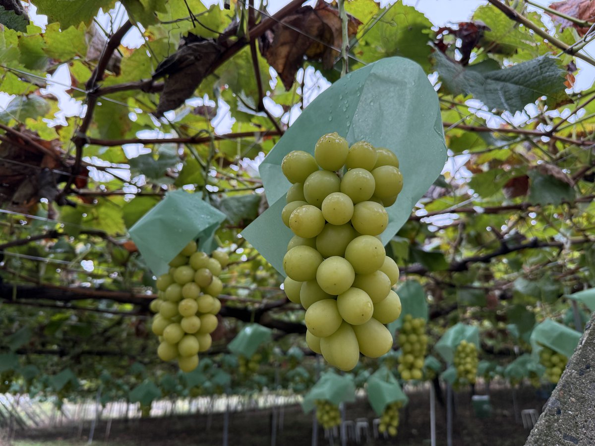 kusashio's tweet image. 10月6日（日）おはようございます。本日のシャインマスカット狩り会場の準備が終わりました(^^;;今日の勝沼は涼しいです。服装は、長袖、長ズボンがオススメです。現在、収穫祭を開催しています。秋のシャインマスカット狩りや食べ放題を思いっきり楽しんで下さい＼(^^)／本日の営業時間は9:00〜15:00…