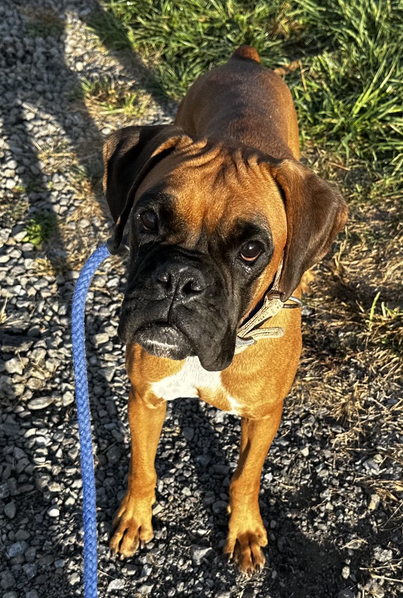 adopt_boxer's tweet image. Coming in tomorrow . This 4 yr old fawn cutie was a housemate of Max who came in two weeks ago . Their family is cleaning house 😡No vetting , nothing. We’re happy to do whatever they need. Dog &amp;amp; kid friendly . Fostered in #NEPA #boxerdog #fawnboxer #rescuedog #adoptdontshop #dog