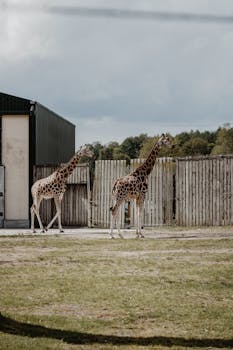 チョコ補給したい🍫