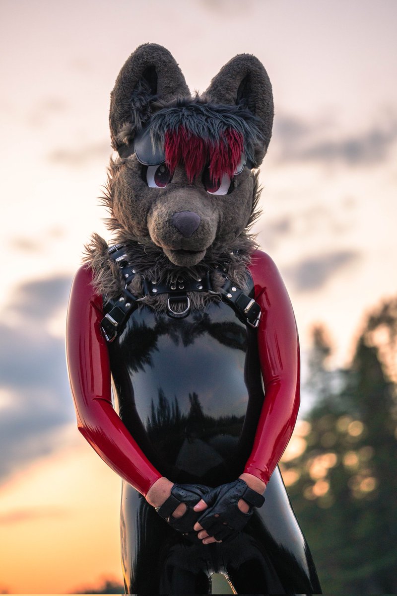 Have a shiny wolf this evening #SqueakySaturday #ShinySaturday #LatexFur #RubberFur
📸 <a href="/MysticalWoof/">Mystic</a>