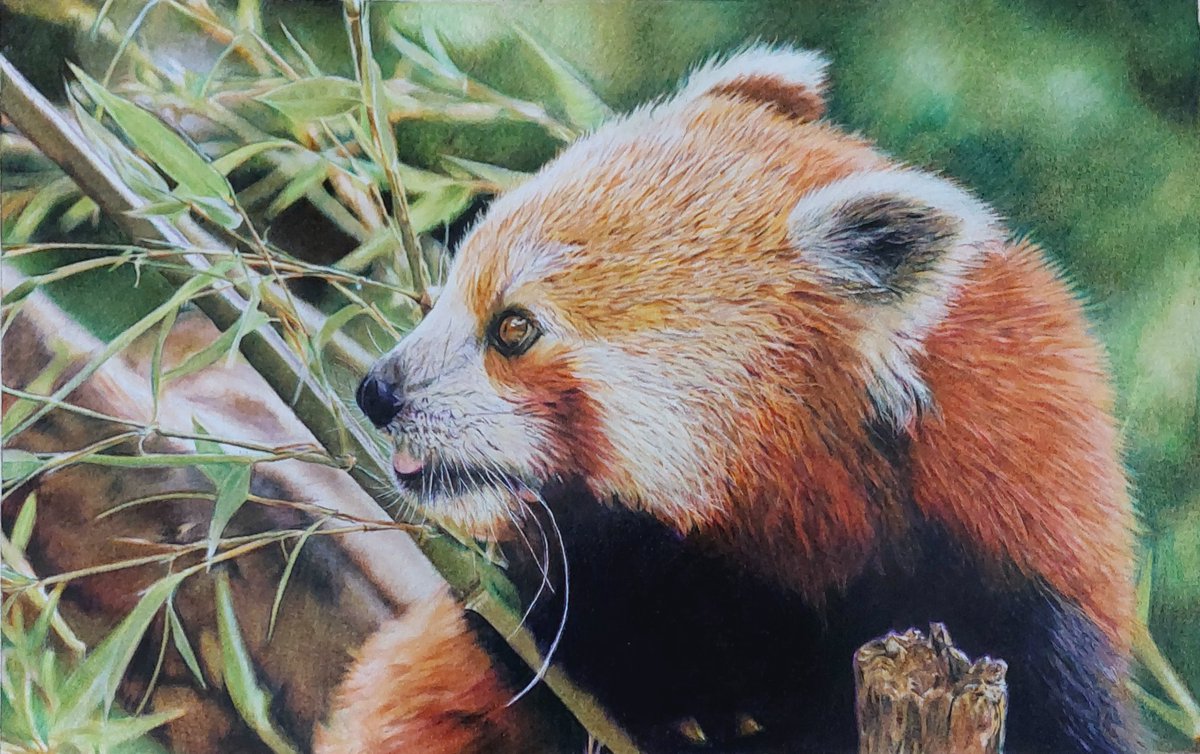 色鉛筆画　ぷりんページ 色鉛筆画 – търсене / X