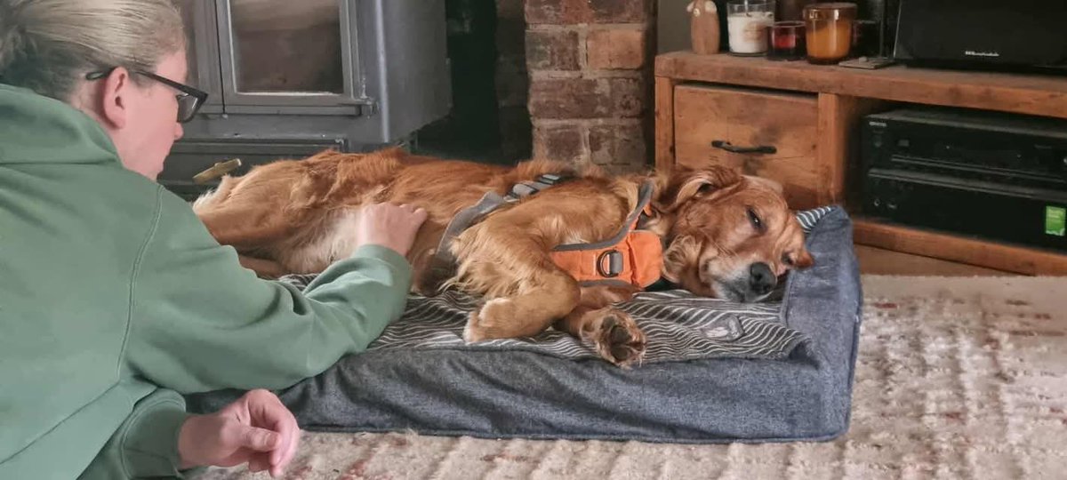 Update on Bailey and Bear💙💙
It’s been just over 2 weeks now for Bailey and Bear and they are still doing so well. 

Bear is more confident than Bailey and has started to follow his humans everywhere! He even enjoys the occasional fuss🥹

Bailey is also doing really well. He is