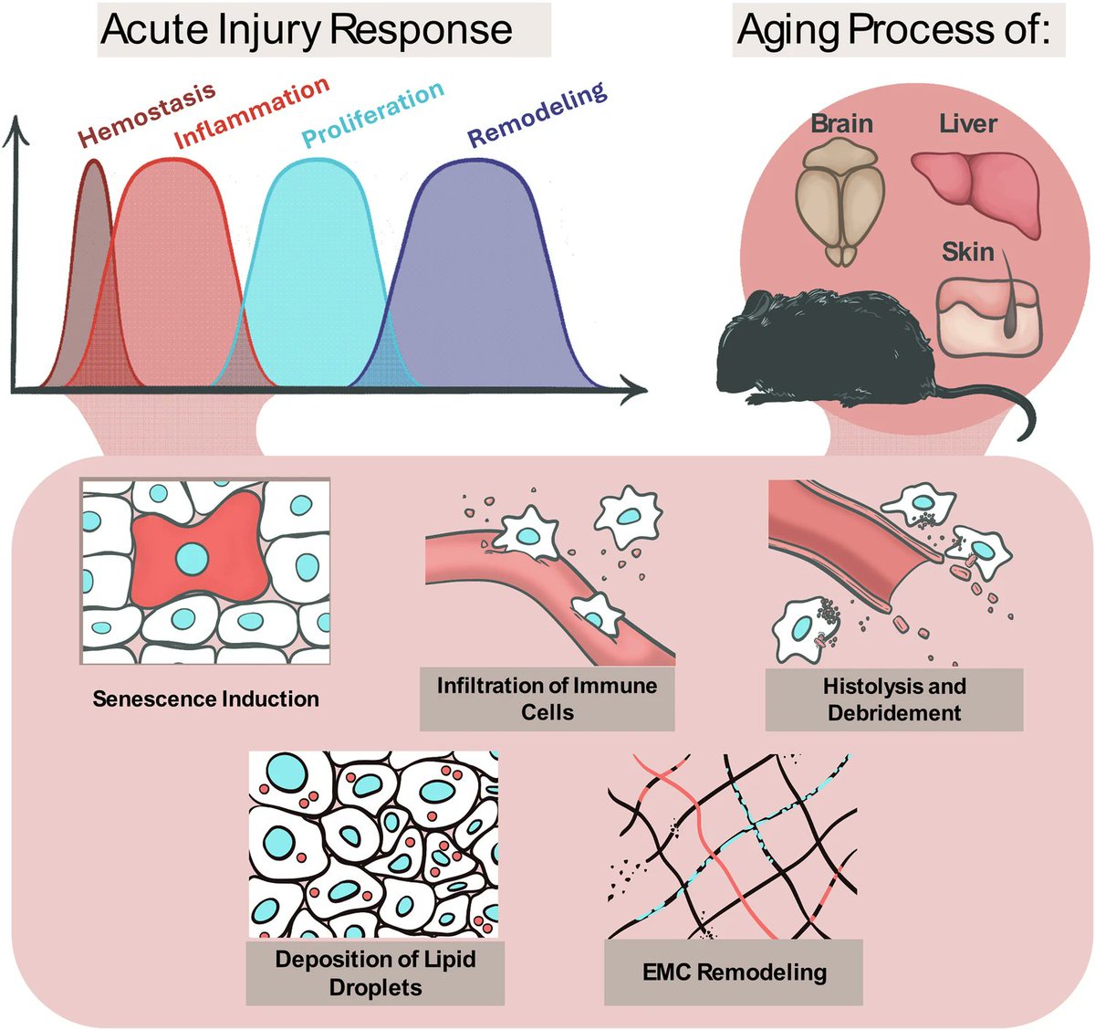 Aging: the wound that never starts healing

“This article proposes that chronic activation of tissue damage response mechanisms drives aging… This perspective offers a unifying framework to understand aging and suggests new directions for treating age-related diseases, cancer,