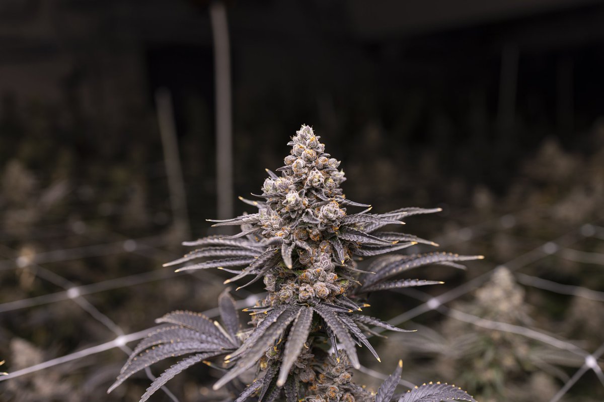 Crunch Berriez, bred by <a href="/FiyaFarmer/">FiyaFarmer</a>