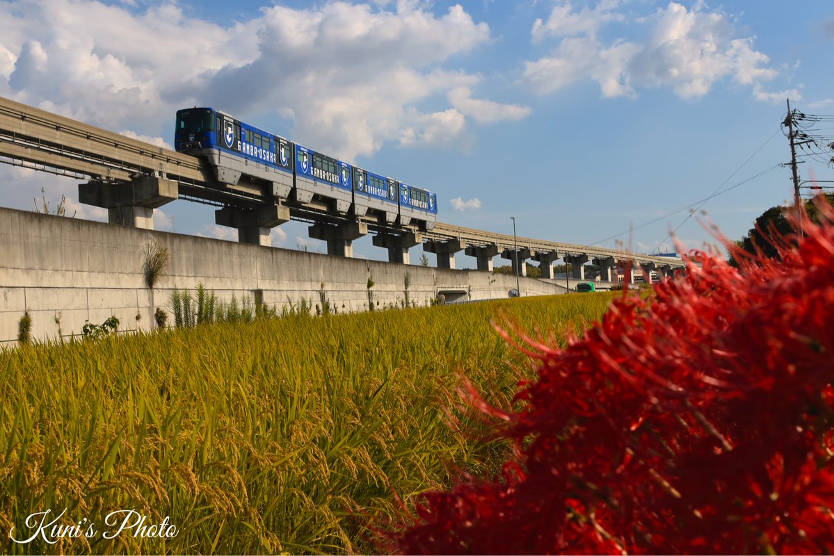 eD0fWW0rP471443's tweet image. 彼岸花が終わりを迎えて秋が深まってきます🍂
#大阪
#モノレール
#彼岸花
#深まる秋
#春夏秋冬