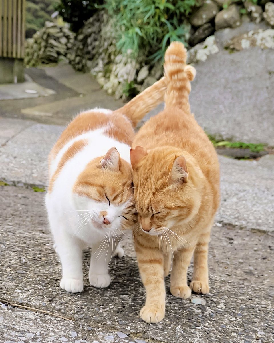 まるお まるお (@maruo_juju) / X