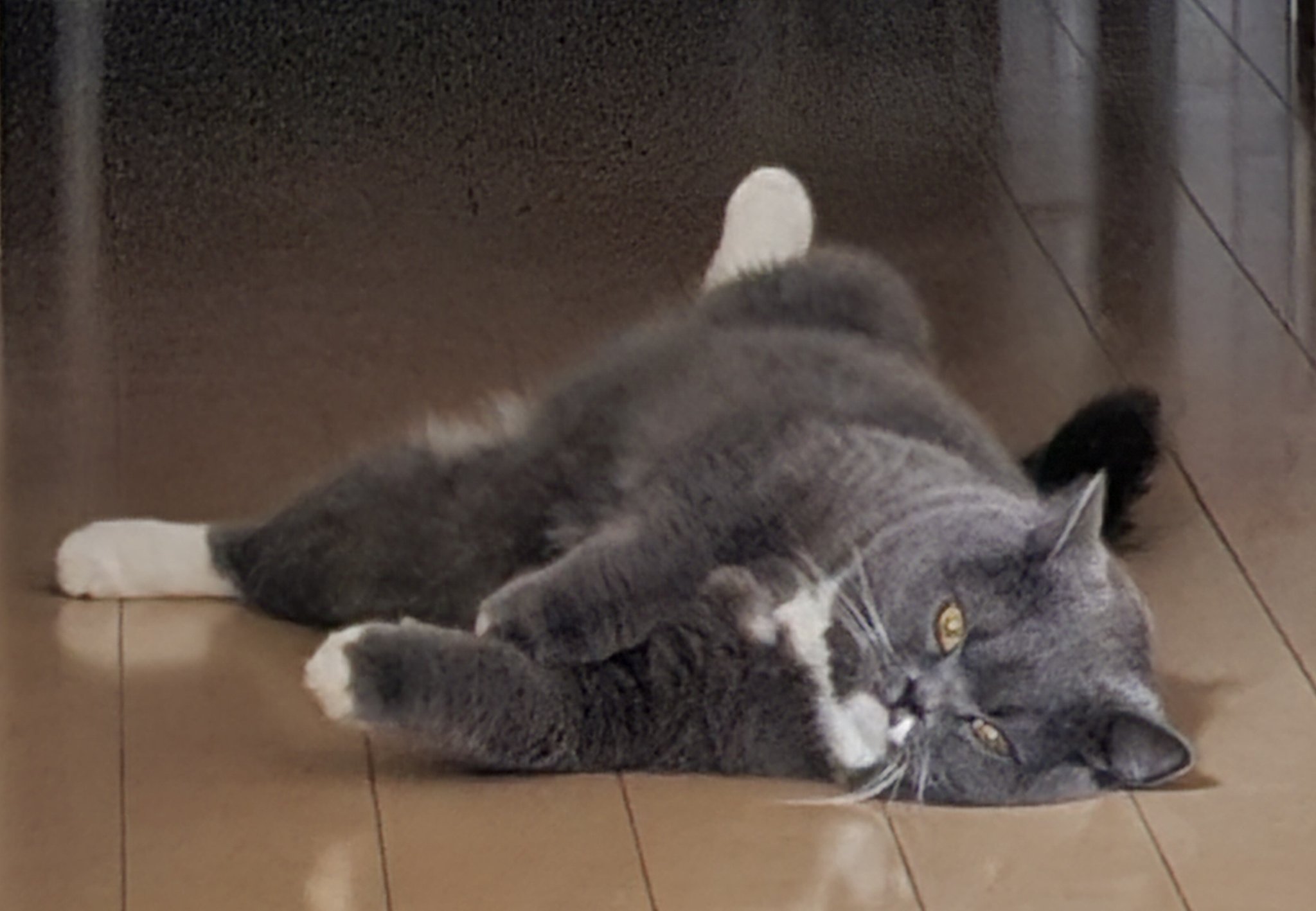 選定された行進 foil ボーダーレス 両面 犬猫 選定された行進 foil