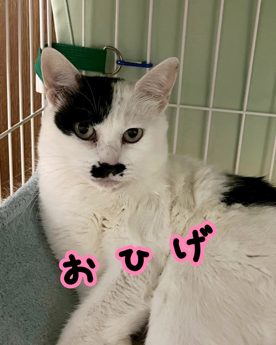 さ*猫様 東京↔︎沼津（裏　東京↔︎浜松）行き先看板 蛇松線でブラタモリ マツコも食いついた消えた鉄道の痕跡を追う