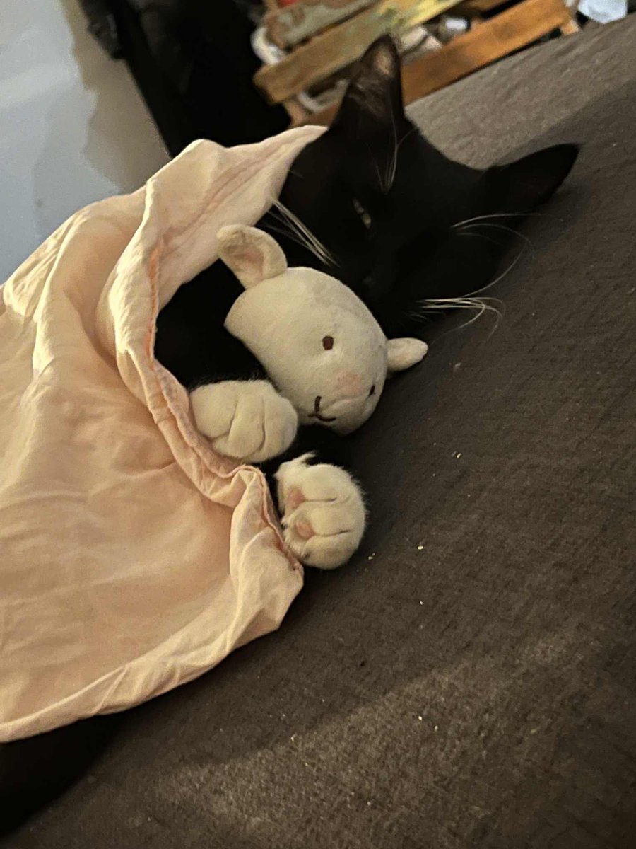 CricketthatsCat's tweet image. Doont wak miii!! i sweeepppyy 😡 

#eepy #cat