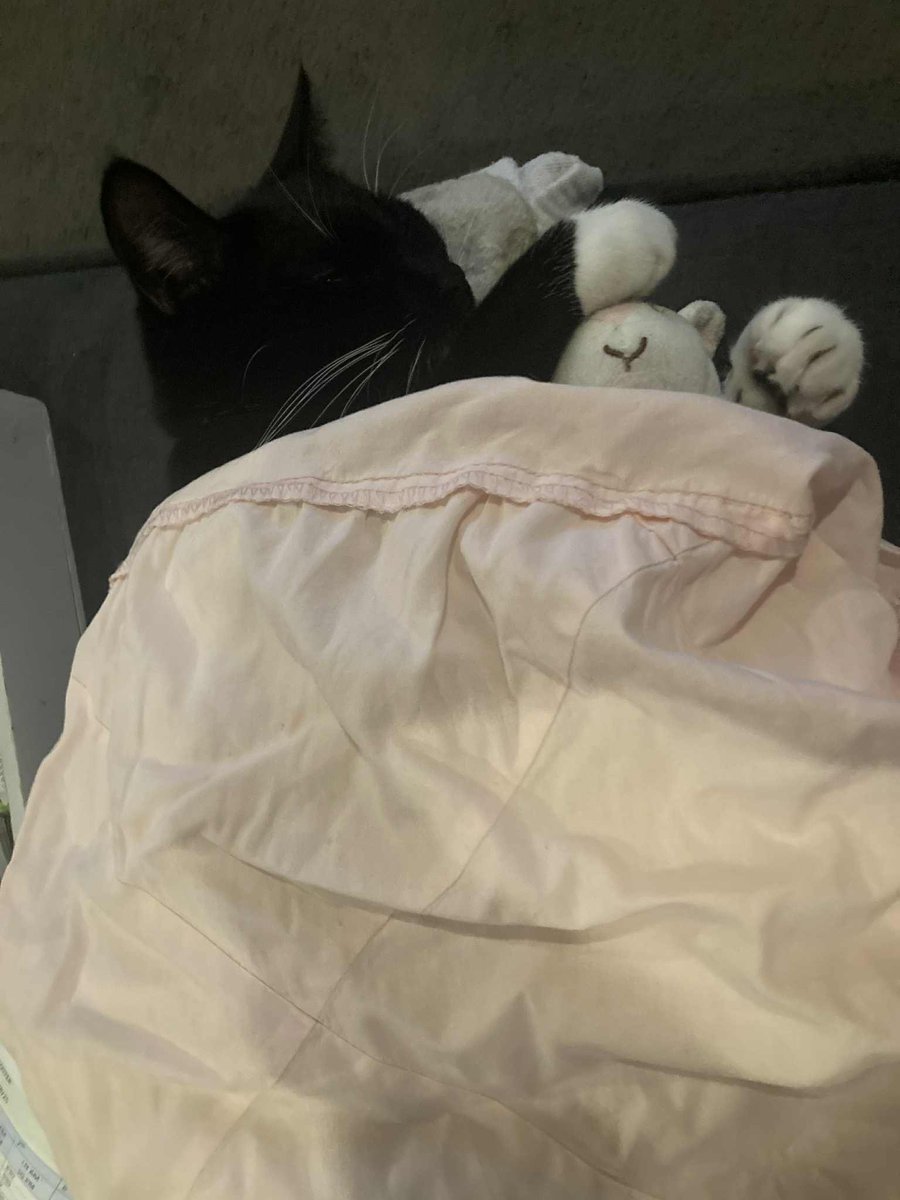 CricketthatsCat's tweet image. Doont wak miii!! i sweeepppyy 😡 

#eepy #cat