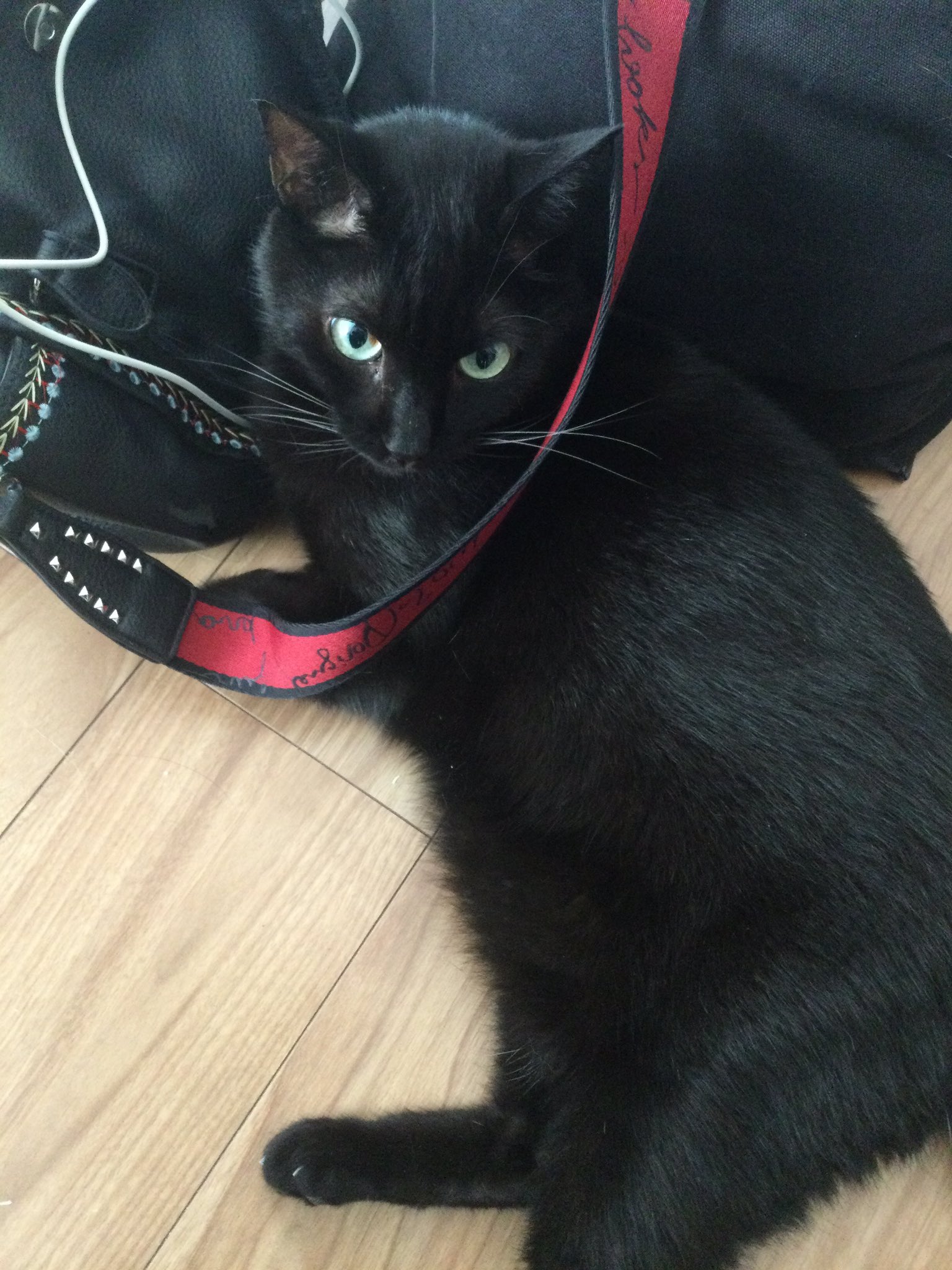 黒猫はじめました。 on X: 
