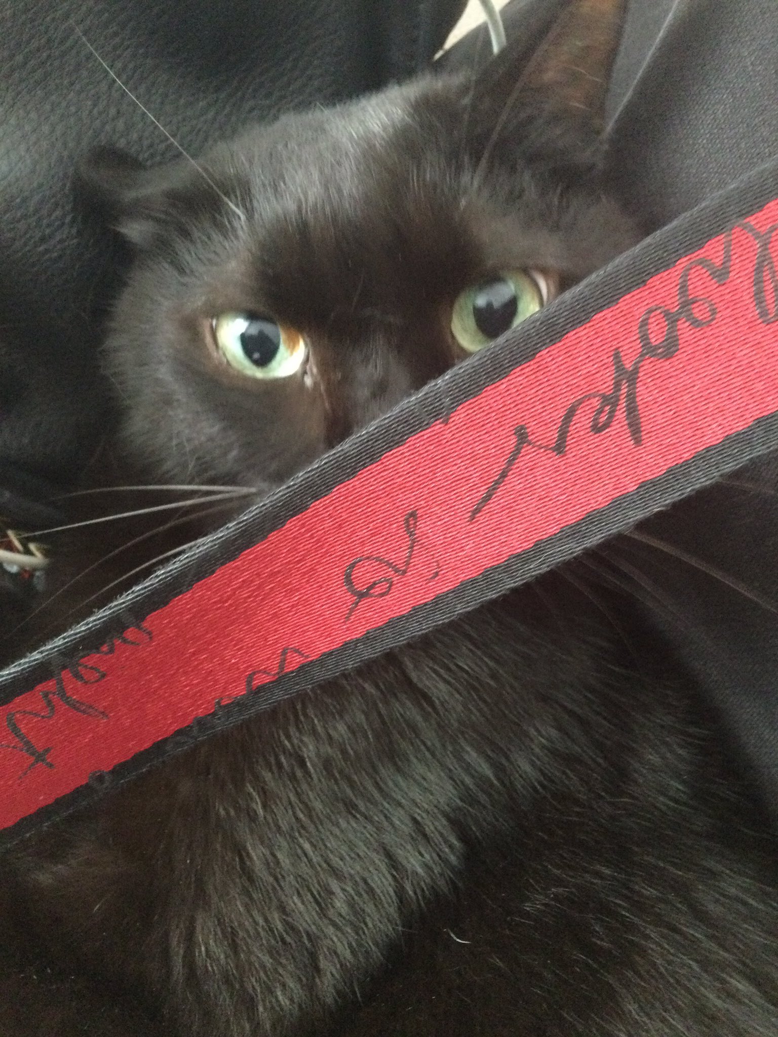 黒猫はじめました。 on X: 