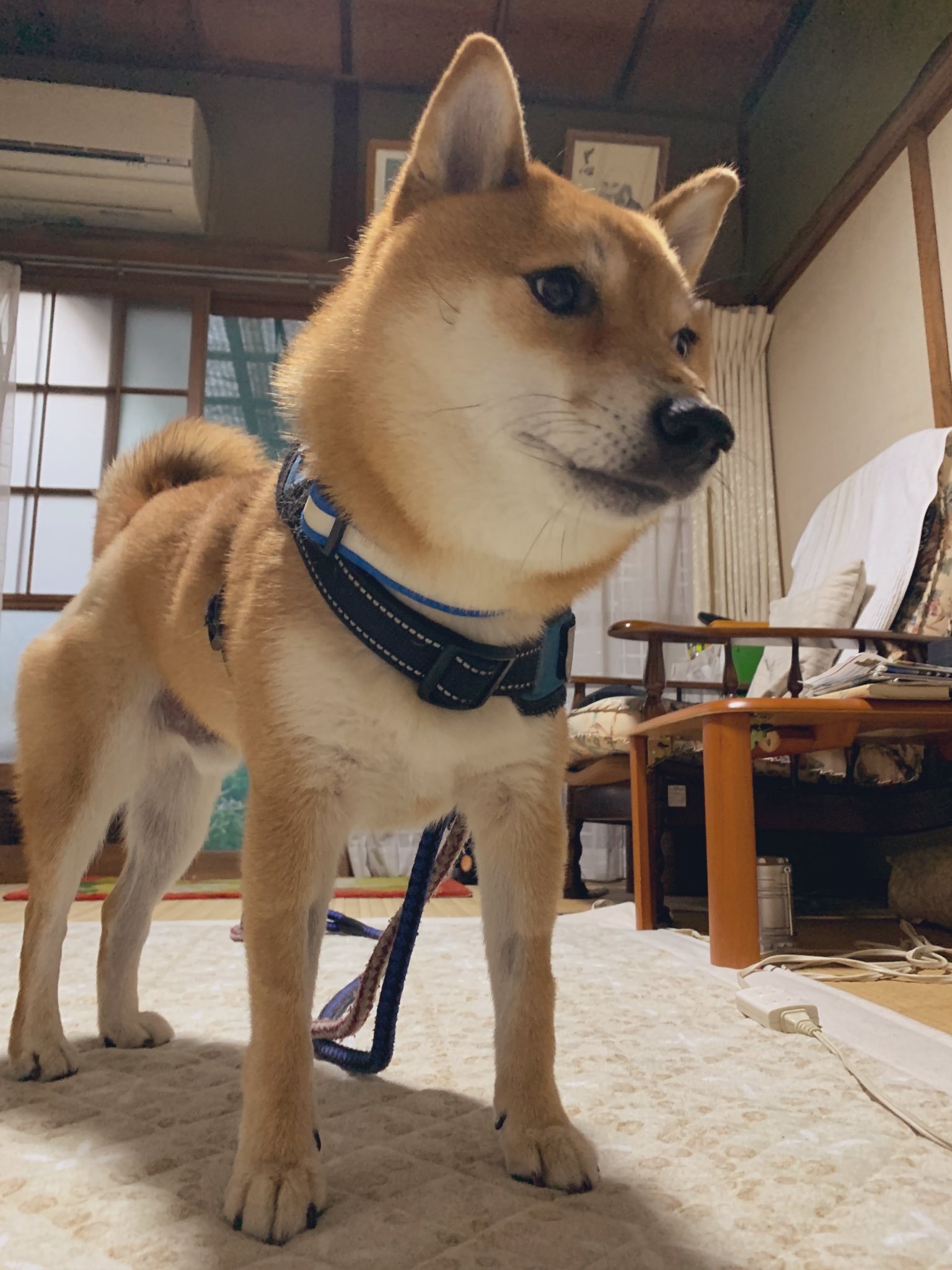 机 on X: 