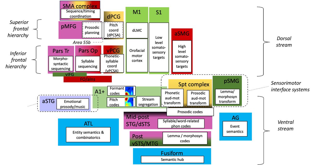 Gregory Hickok (@gregoryhickok) on Twitter photo My attempt to depict the neural architecture of language as motivated in my forthcoming book, Wired for Words. Like colors represent functional connectivity. Main insight: linguistic levels are all organized with a sensorimotor-like architecture, the Linguistic Sensorimotor My attempt to depict the neural architecture of language as motivated in my forthcoming book, Wired for Words. Like colors represent functional connectivity. Main insight: linguistic levels are all organized with a sensorimotor-like architecture, the Linguistic Sensorimotor